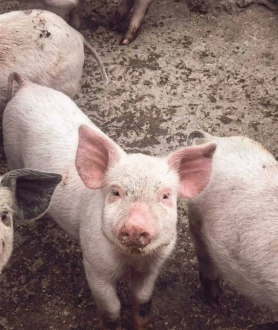 Cerdos pequeños en una granja
