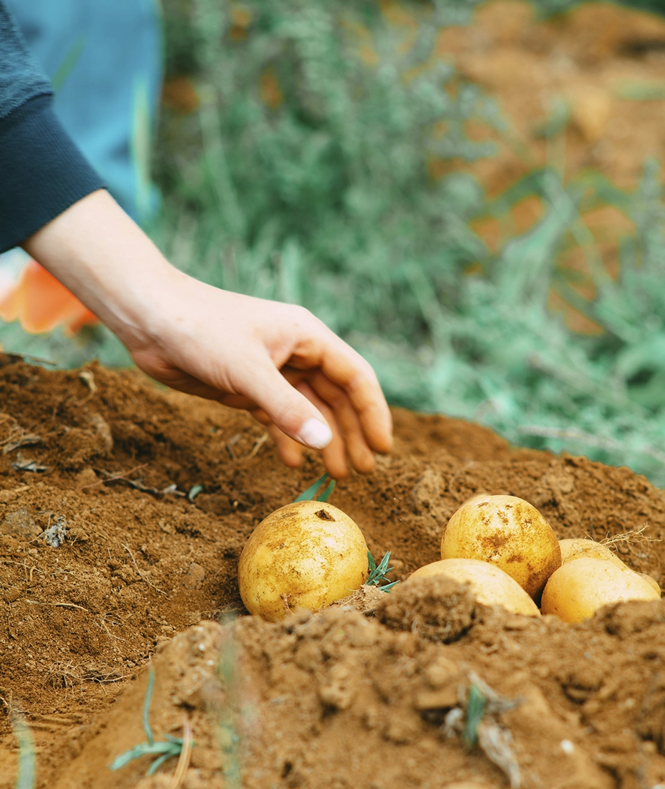 Una mano recoge patatas de un cultivo