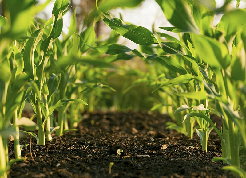Ana Bacteriana Productos para el cultivo Plantas de maíz sobre suelo de tierra