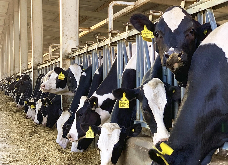 Ana Bacteriana Gestión de residuos agropecuarios Vacas lecheras comiendo en una granja industrial