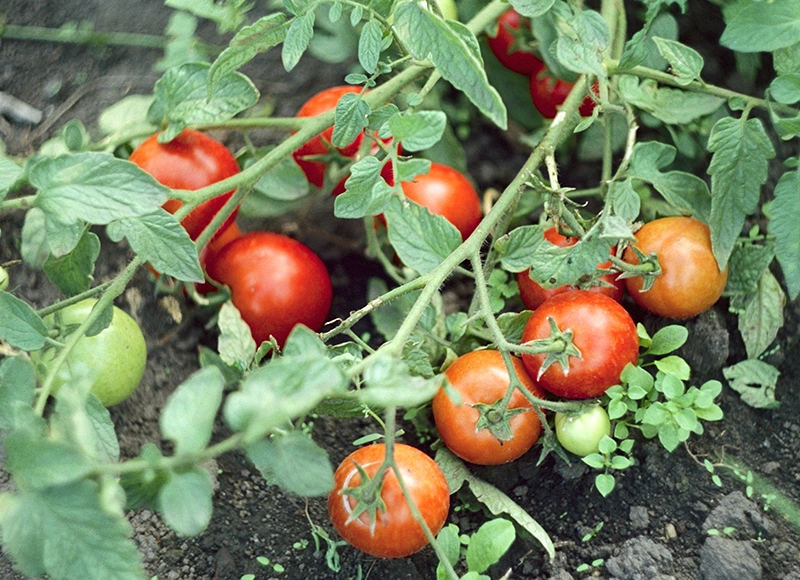 Ana Bacteriana Servicios agrícolas Planta de tomates rojos en rama