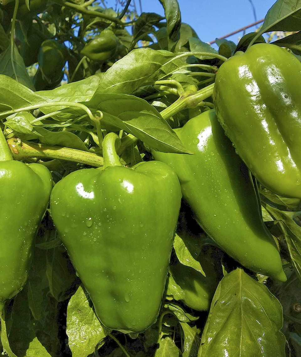 Ana Bacteriana Productos agrícolas Pimientos verdes en rama