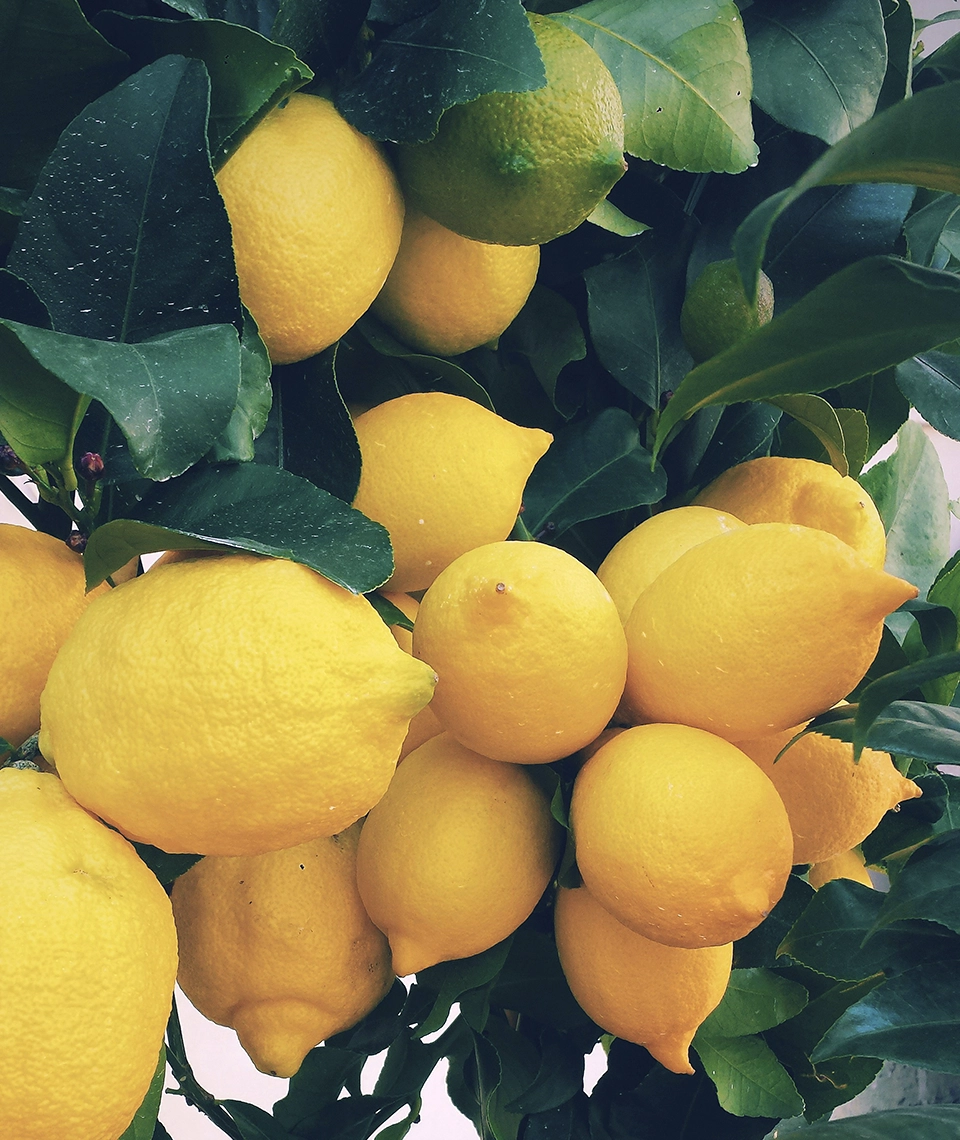 Ana Bacteriana Servicios agrícolas Varios limones en la rama del limonero