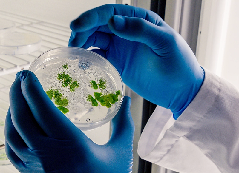 Ana Bacteriana Servicios agrícolas Manos ce científico con guantes azules sostienen una muestra de cultivo de laboratorio de vegetales