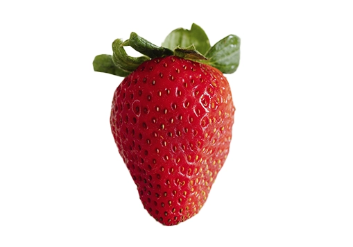 melon producción