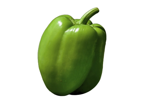 melon producción