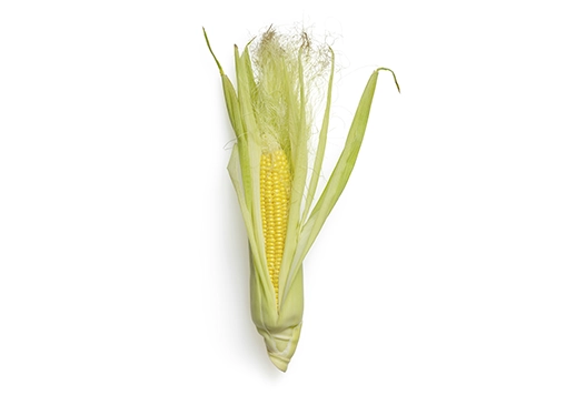 melon producción